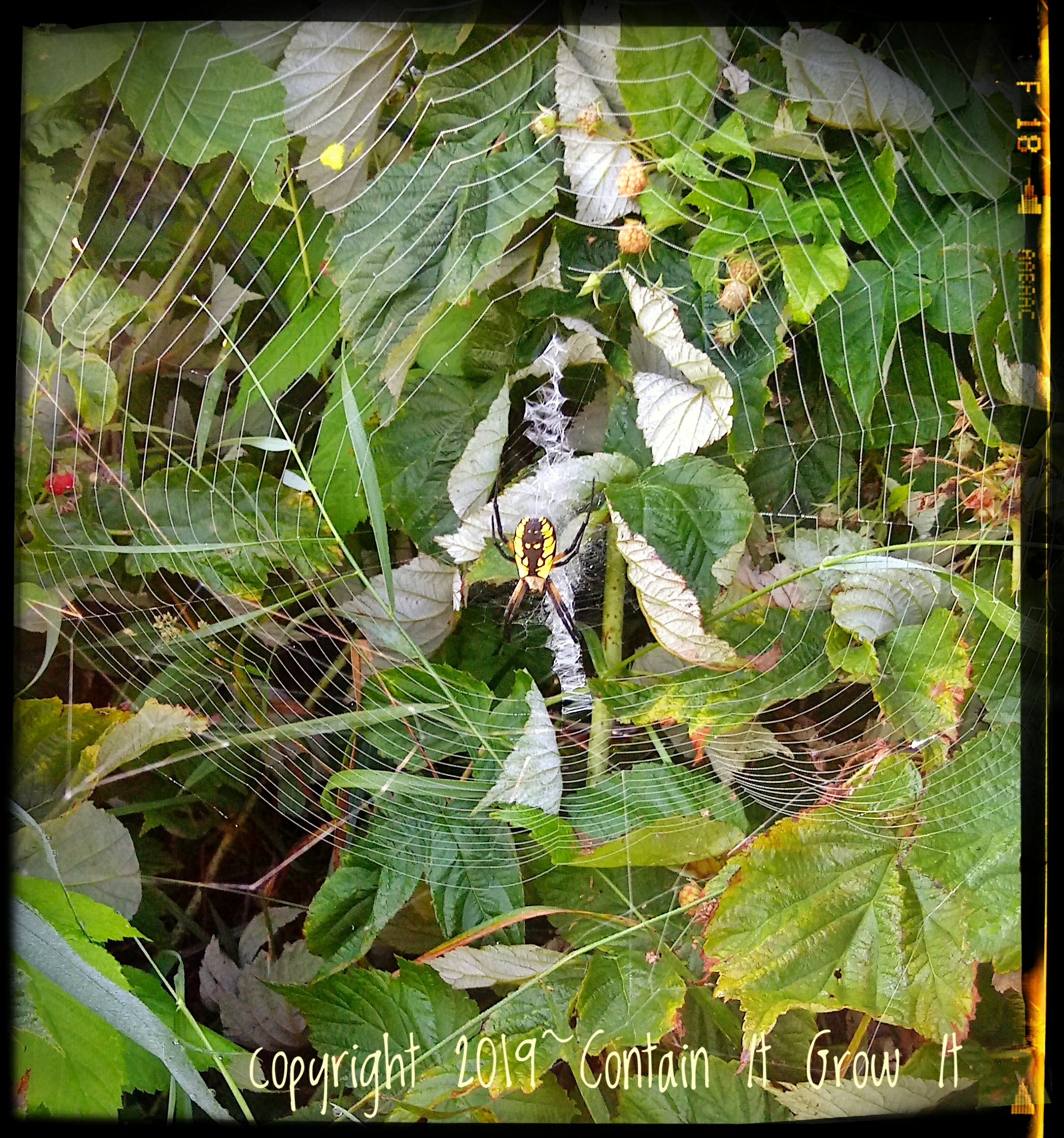 Large orb spider web in a very healthy raspberry patch
