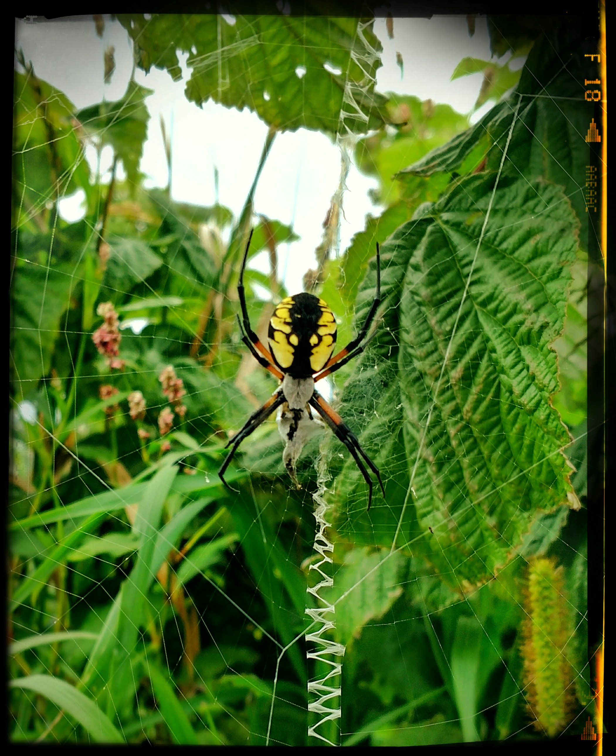 Orb spider in raspberry patch