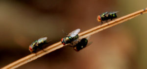 4 Black Flies on stick