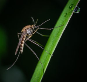 Brown and Black Mosquito