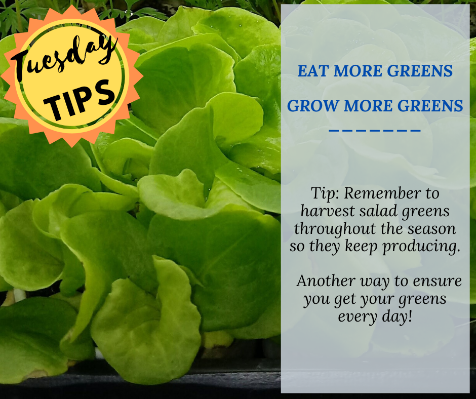 Eat More Greens! Grow More Greens!